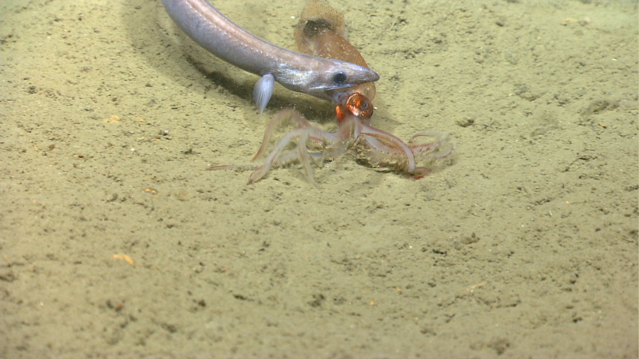 Squid being attacked by hungry cutthroat eel