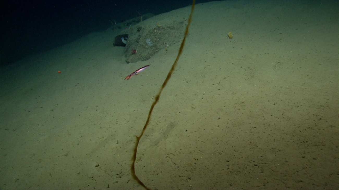 Squid with odd appearing linear object? material? in water column