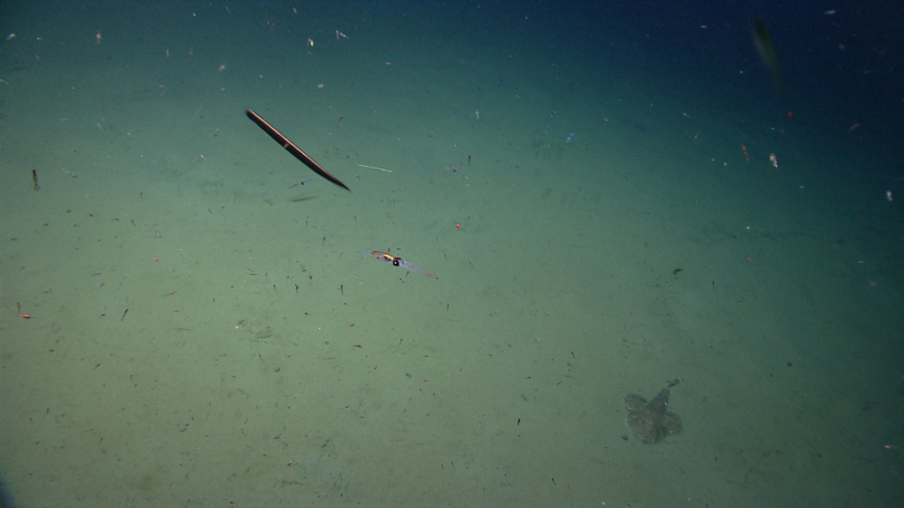 A goosefish, a colorful squid, and what appears to be a barbeled dragonfish inclose proximity to the camera