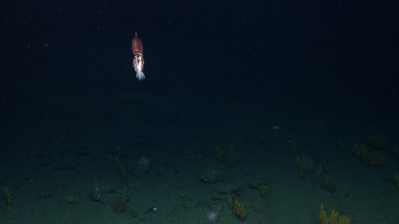 Illuminated squid over a dark sea floor