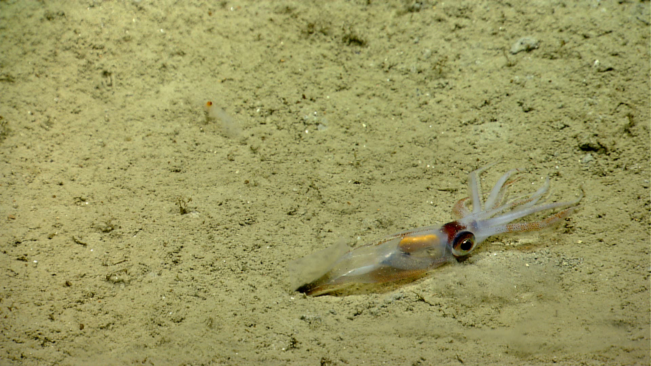 Squid on sea floor