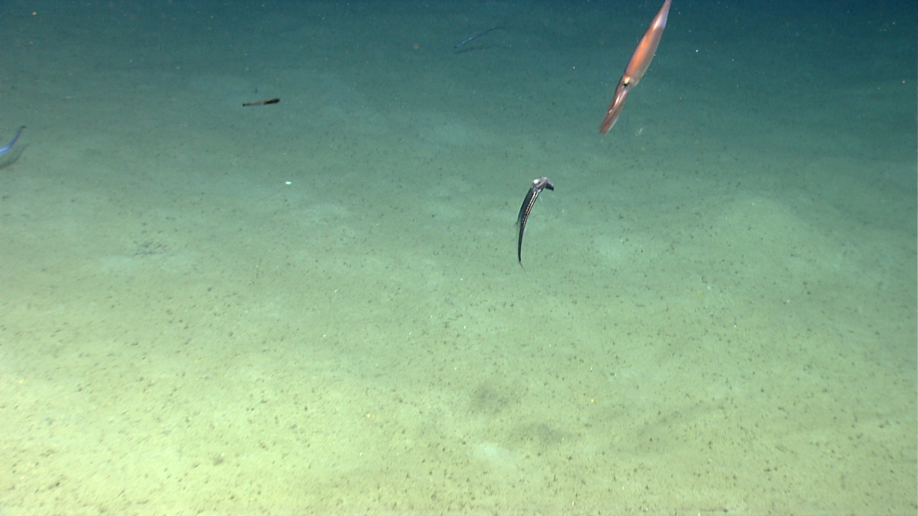 Squid, cutthroat eel and barracudina