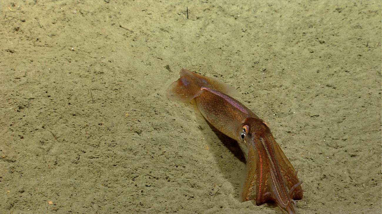 Squid resting on the seafloor, changing color as it sits on its elbows tobreathe