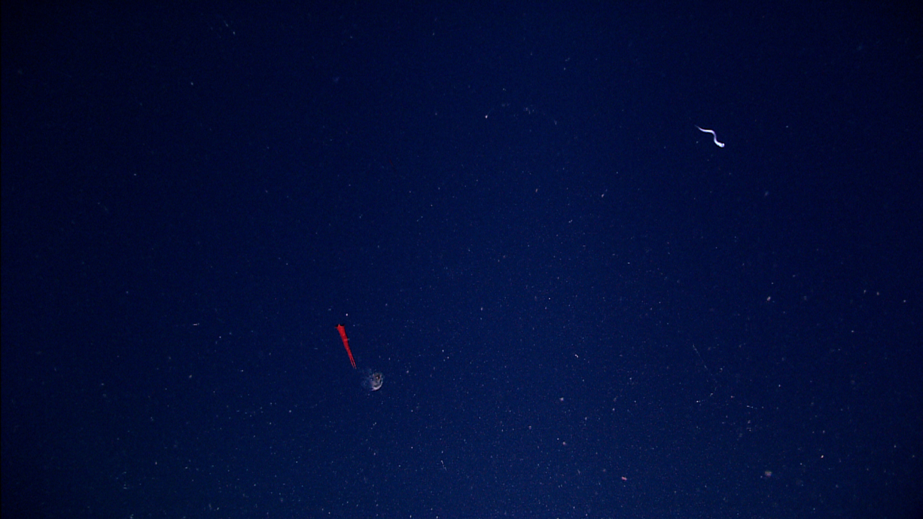 A red Mastigoteuthis squid swimming in the distance