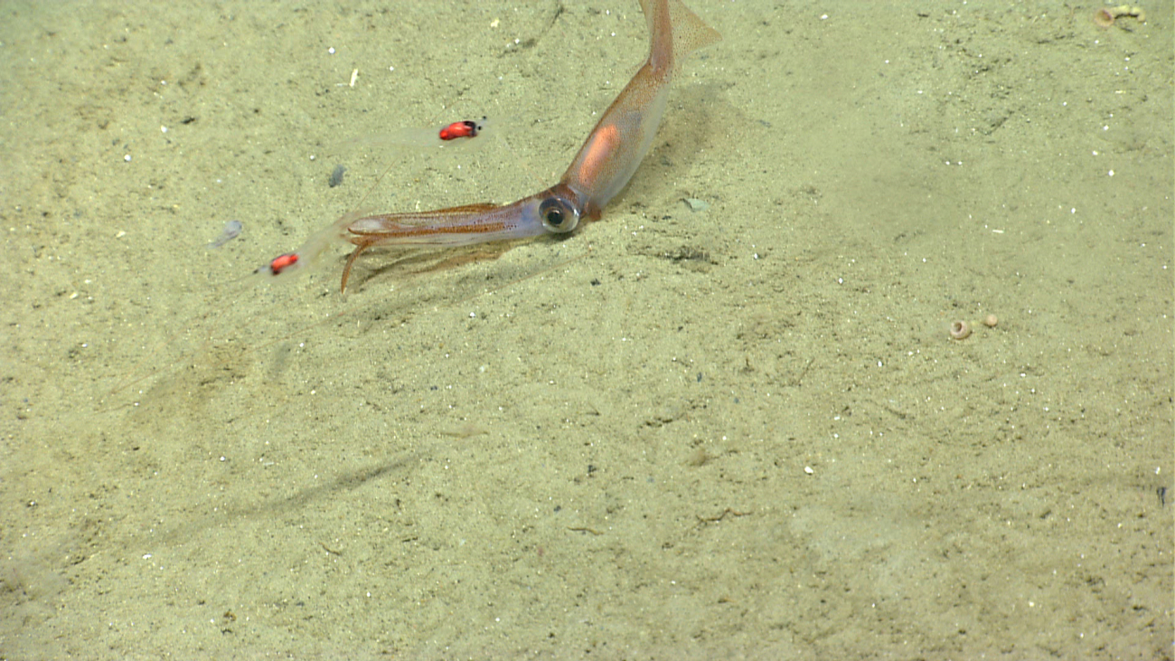 A squid giving the illusion that it is lying on its side