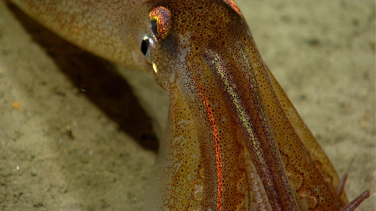 Closeup of the remarkable colors able to be generated by the contraction andrelaxation of squid muscles