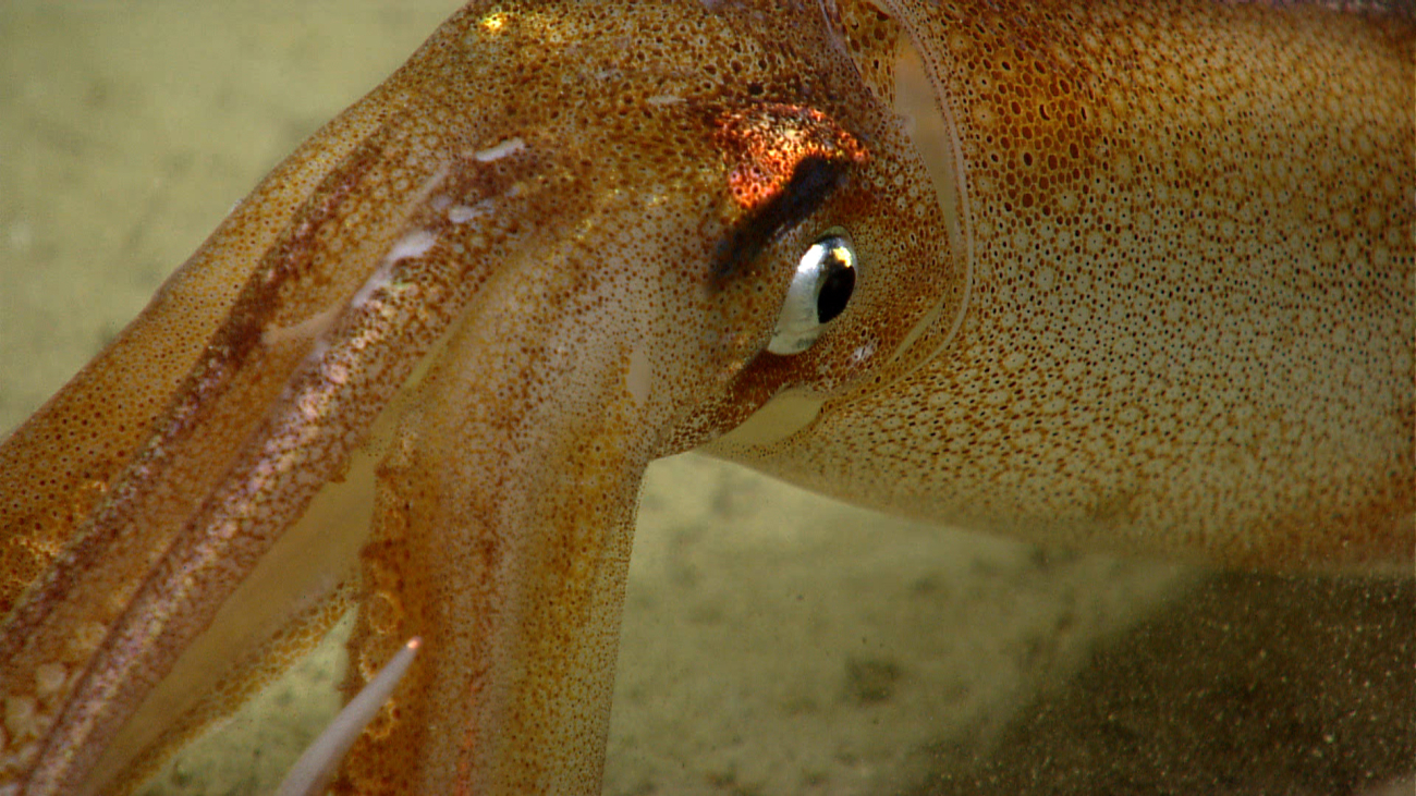 Closeup of a squid eye and each individual spot, each of which can change color