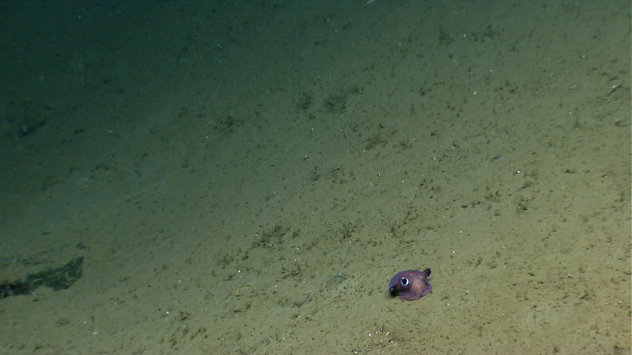 Bobtail squid on bottom