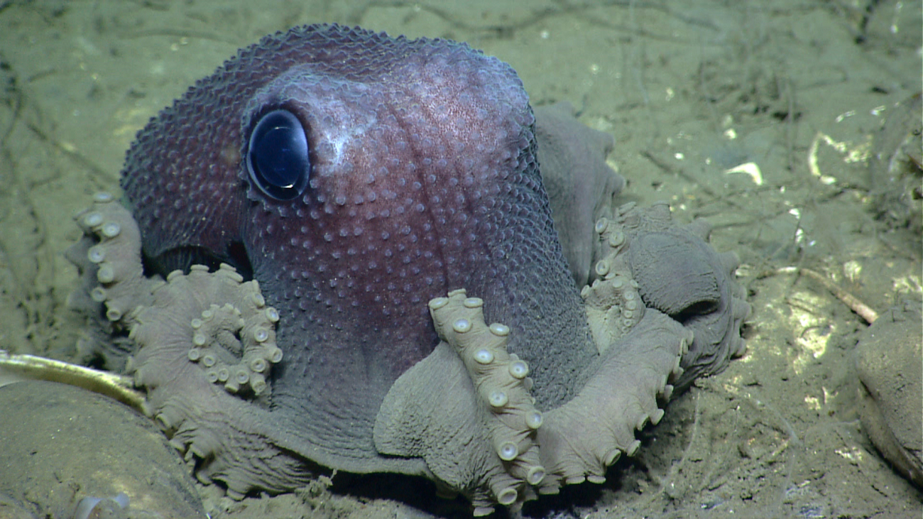 Graneledone verrucosa octopus