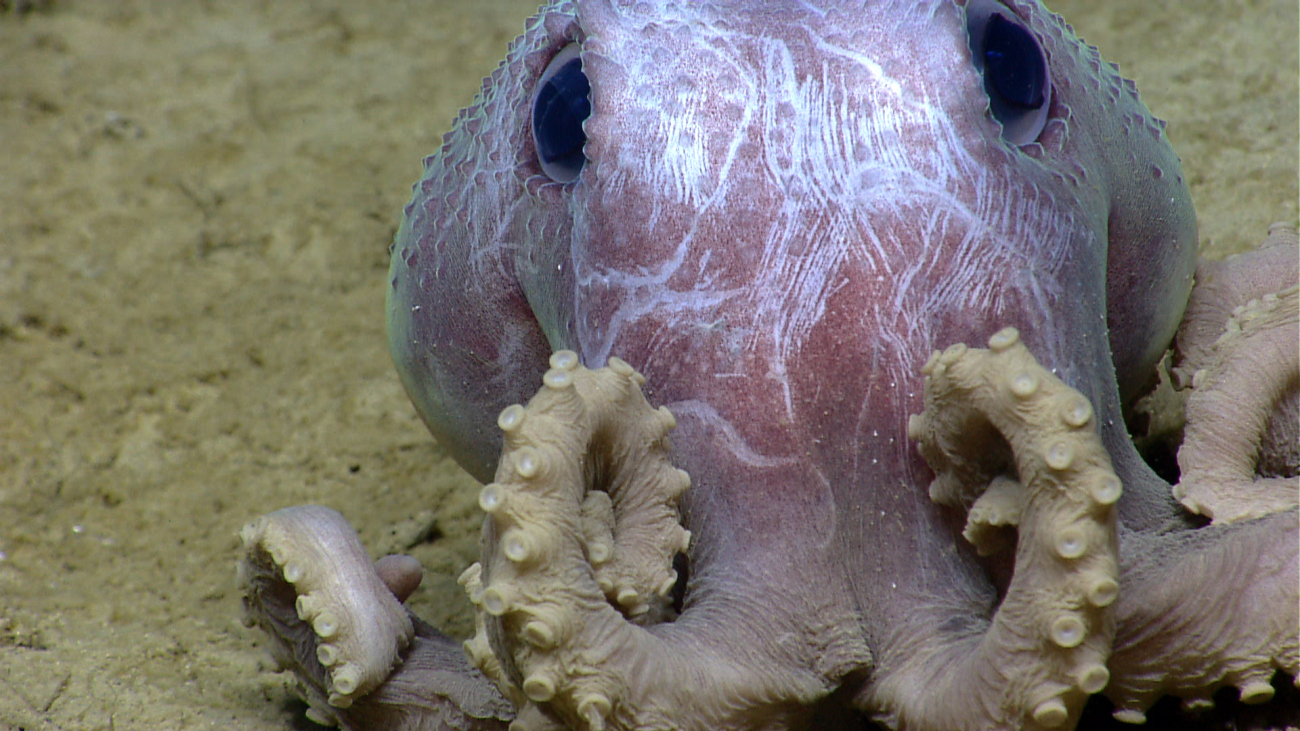 Graneledone verrucosa octopus