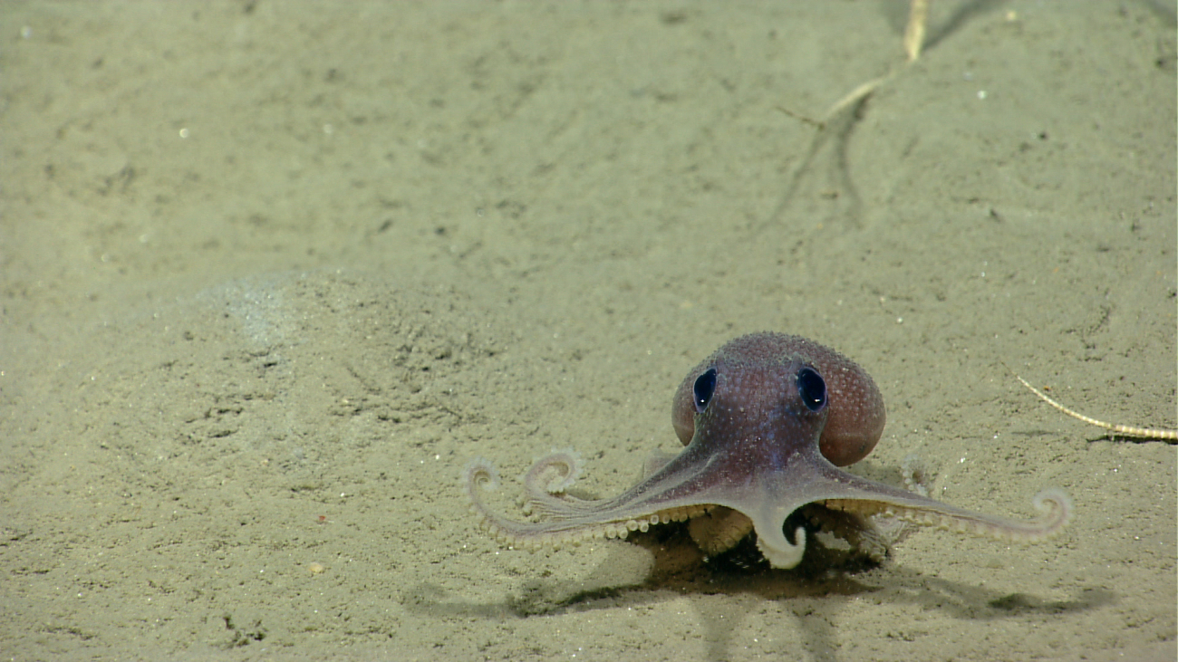 Octopus (Graneledone verrucosa)