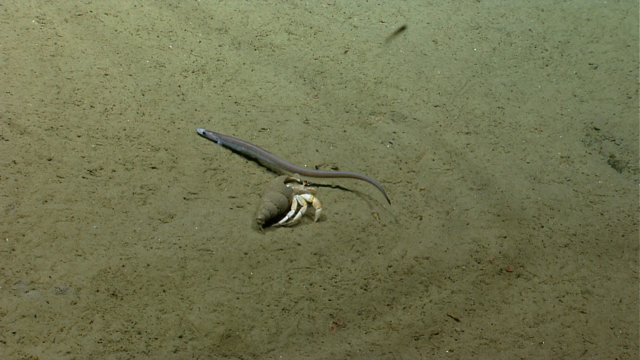 Small cutthroat eel and large hermit crab
