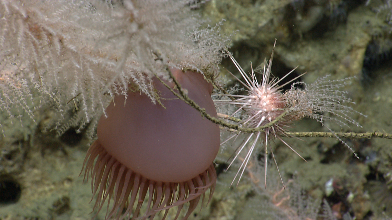 A delicate octocoral, a large anemone, and a white spherical sea urchin withlong spikes