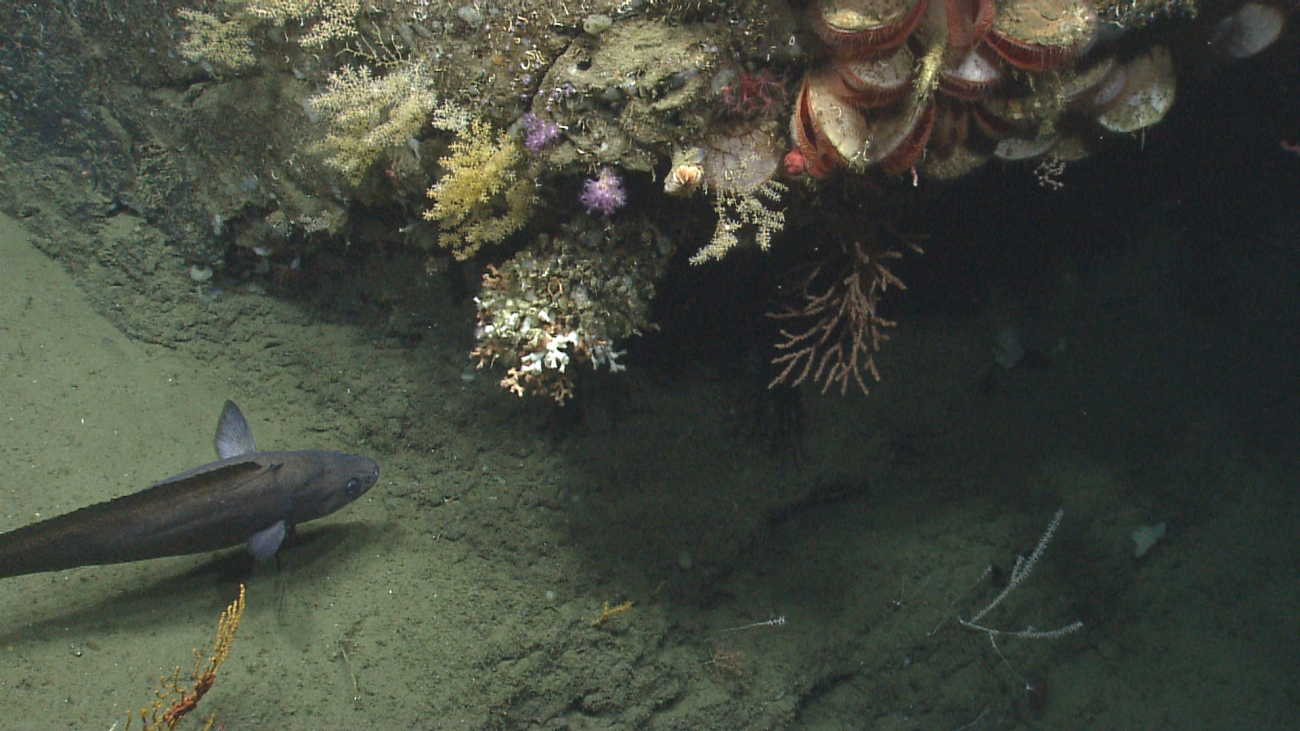 A multi-species assemblage of various corals, large acesta clams, a deep seafish, and small white serpulid tube worms