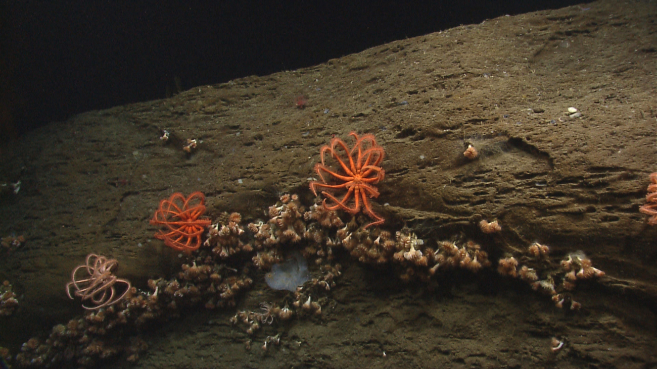 A vertical cliff with brisingid starfish and cup corals