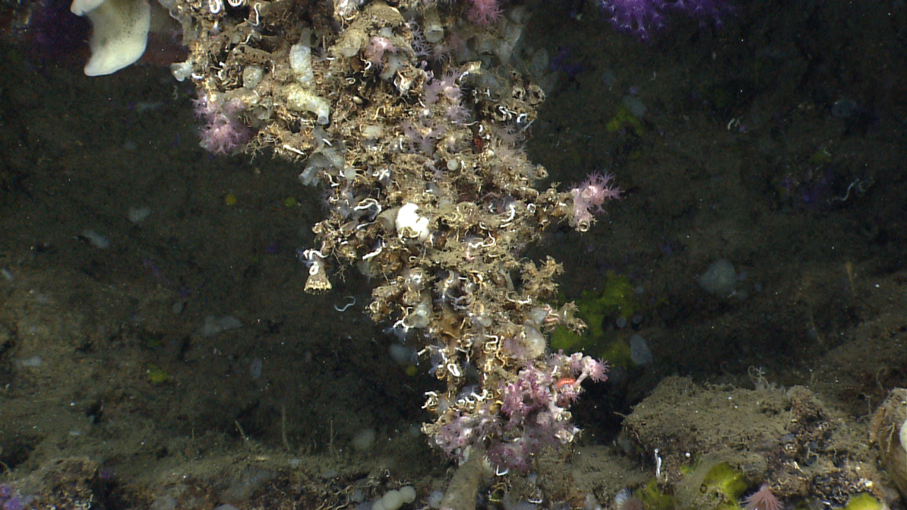 Possibly the trunk of a large coral bush colonized by numerous animalsincluding pinkish purple octocorals, small and large species of serpulid worms,and small sponges