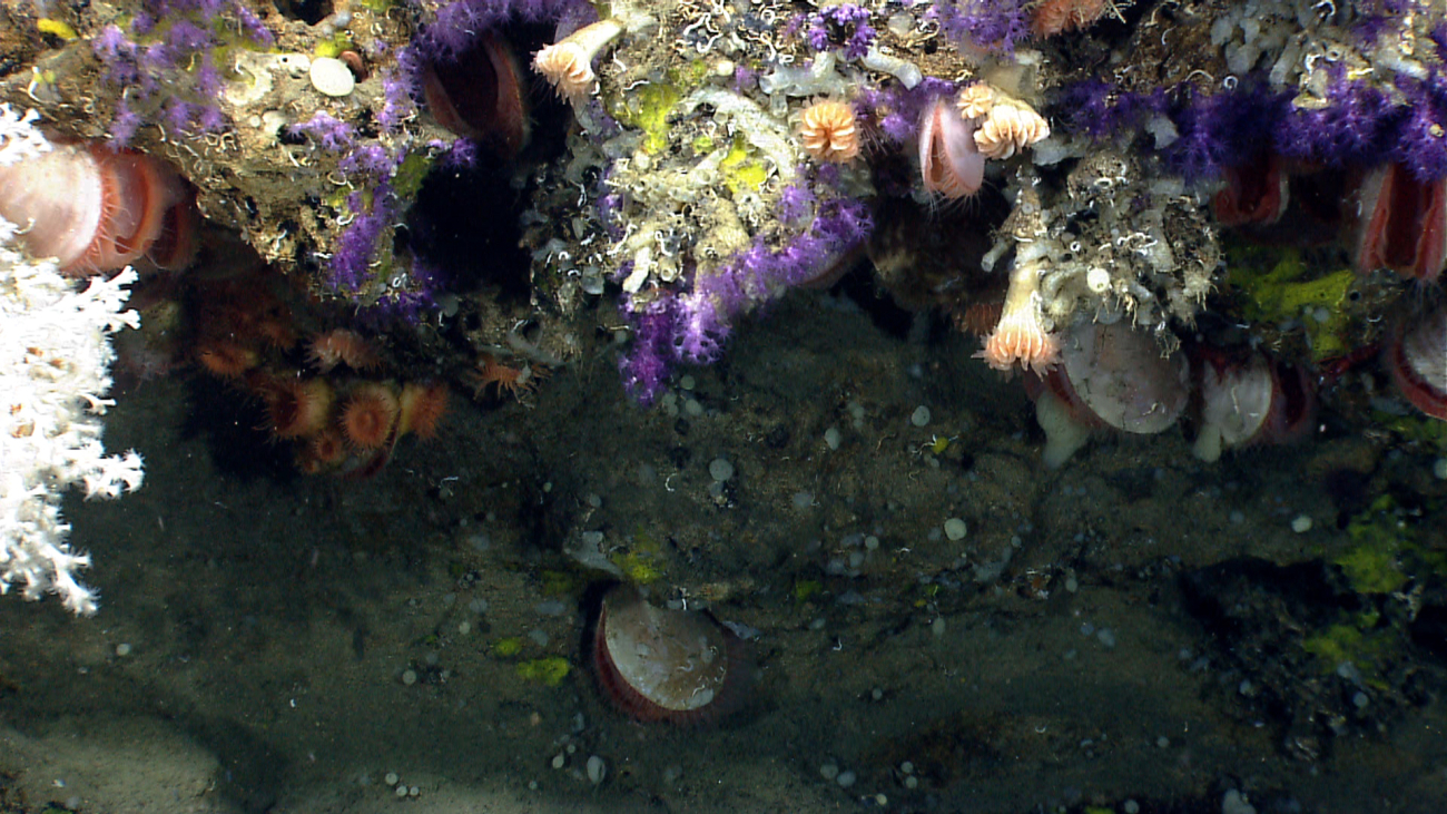 A colorful array of beautiful purple octocorals, acesta clams, orange anemones,white lophelia coral, yellow sponges and white worm tubes