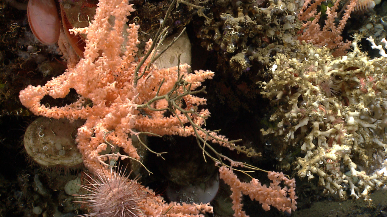 White lophelia coral on the right, a peach-colored octocoral bush, acesta clams, and a spherical sea urchin