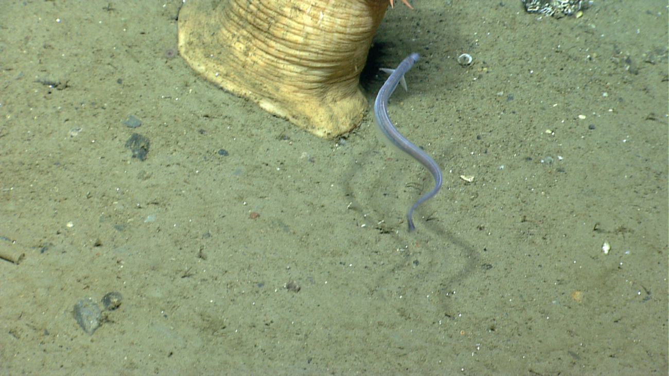 A small eel at the base of a very large anemone
