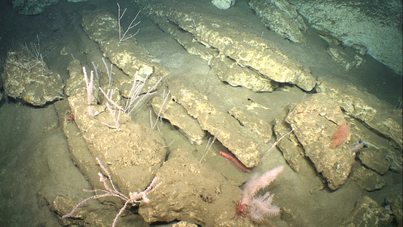 Bamboo corals, red crabs, and an orange rockling are seen in this image ofbroken sedimentary rock slabs