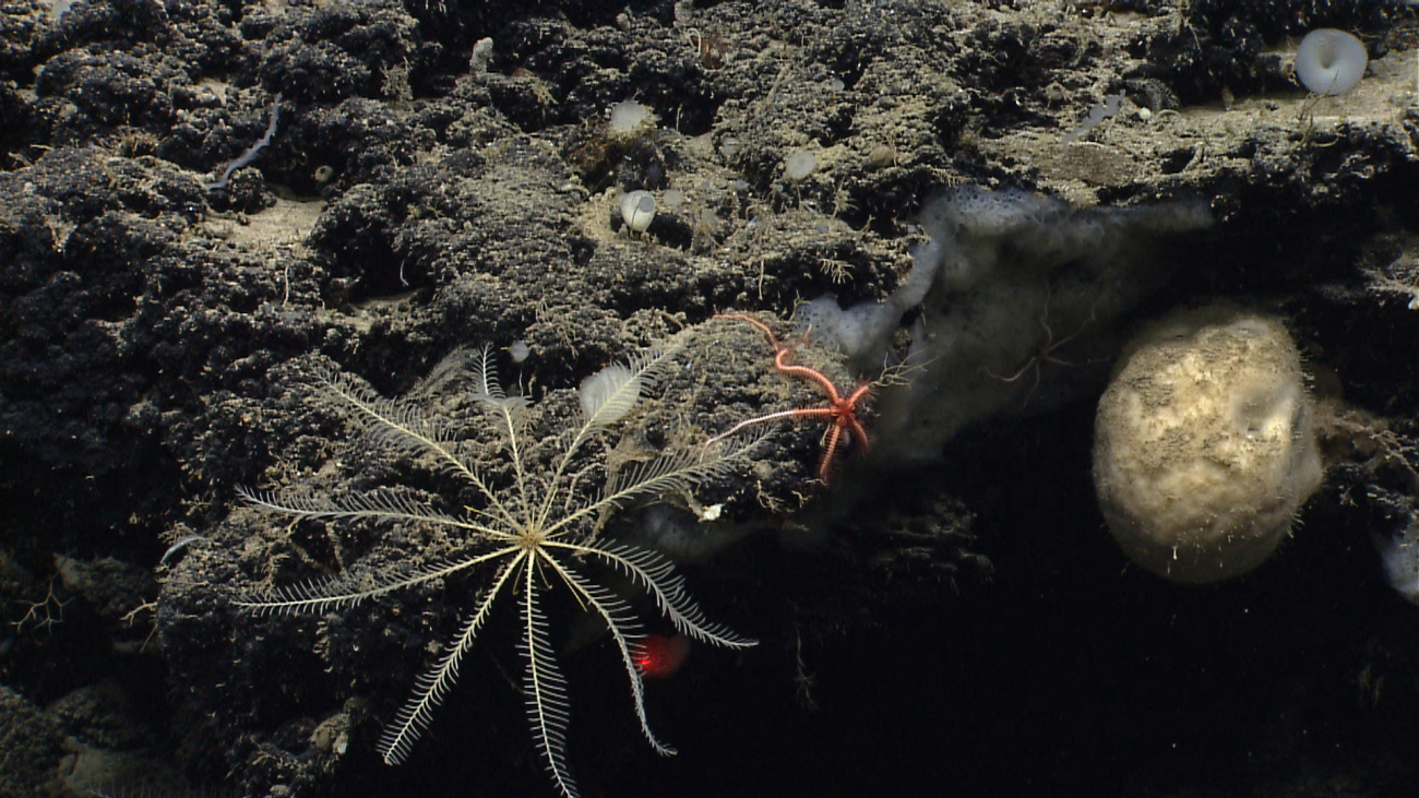 A white feather star crinoid, translucent white to gray encrusting sponges, and a large white globular sponge