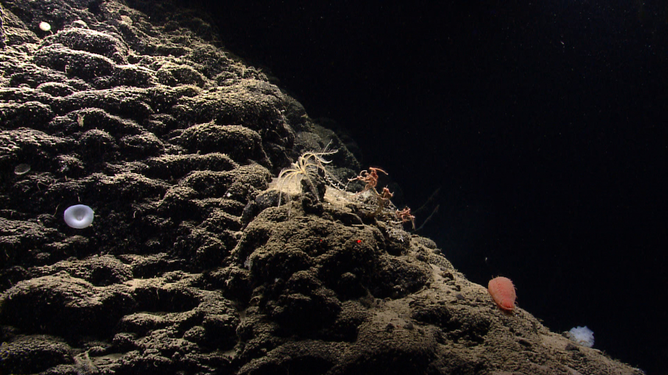 Hummocky appearing lava surface with lily-like white sponge, yellow featherstar crinoid, orange holothurian, and multiple brittle stars on a bamboocoral
