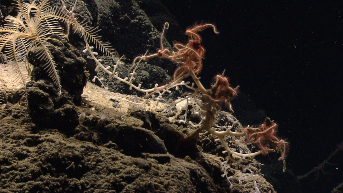 Yellow white feather star crinoid and bamboo coral bush with manybrittle stars