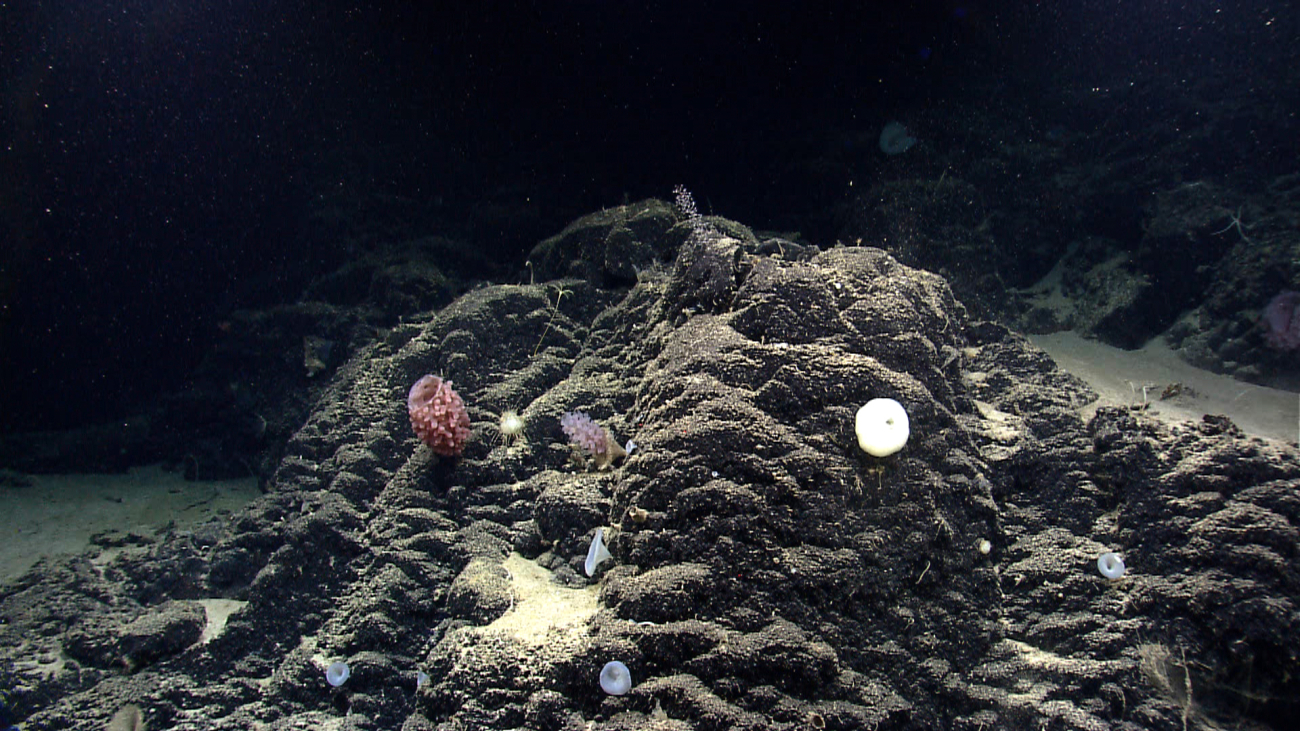 A hummocky basalt outcrop with white sponges, purplish red goiter sponge,and at least one sea lily stalked crinoid