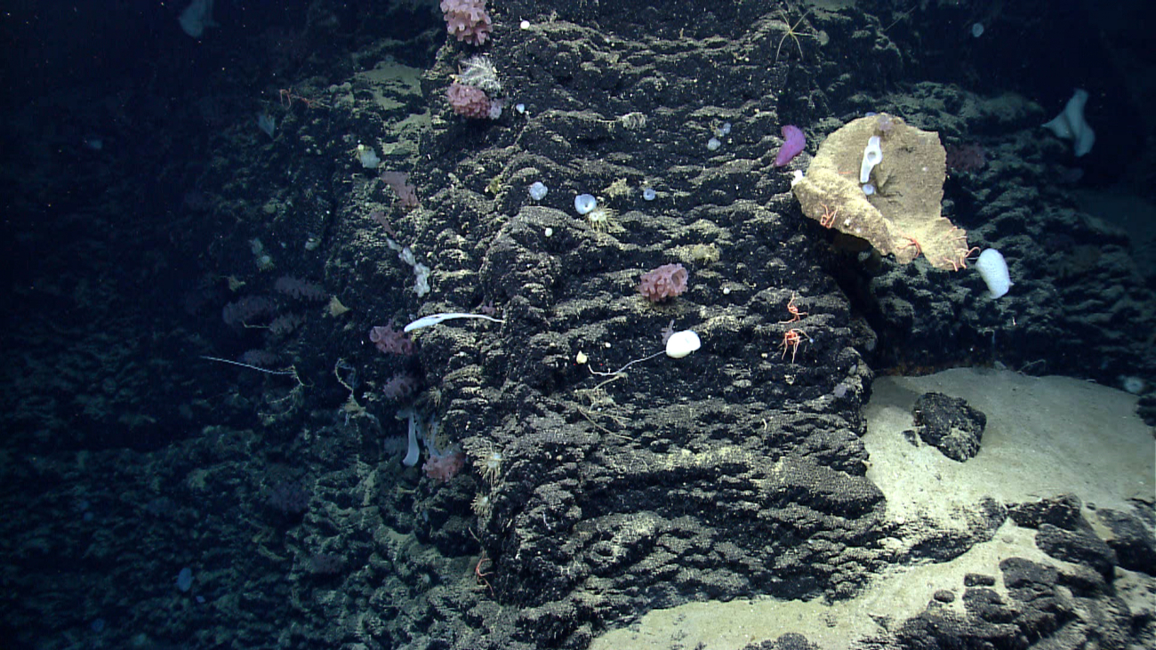 A basalt wall covered with various sponges including vase sponges, goitersponges, a large dead vase sponge with brittle stars, a large purple seacucumber (holothurian), and more brittle stars adhering to the rock face