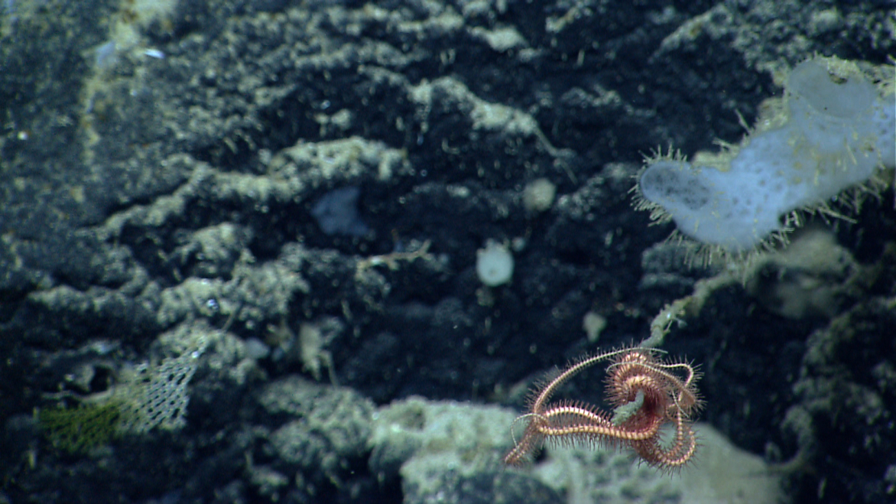 A bryozoan at the bottom left, a brittle star adhering to the end of a deadstalk, and a white sponge
