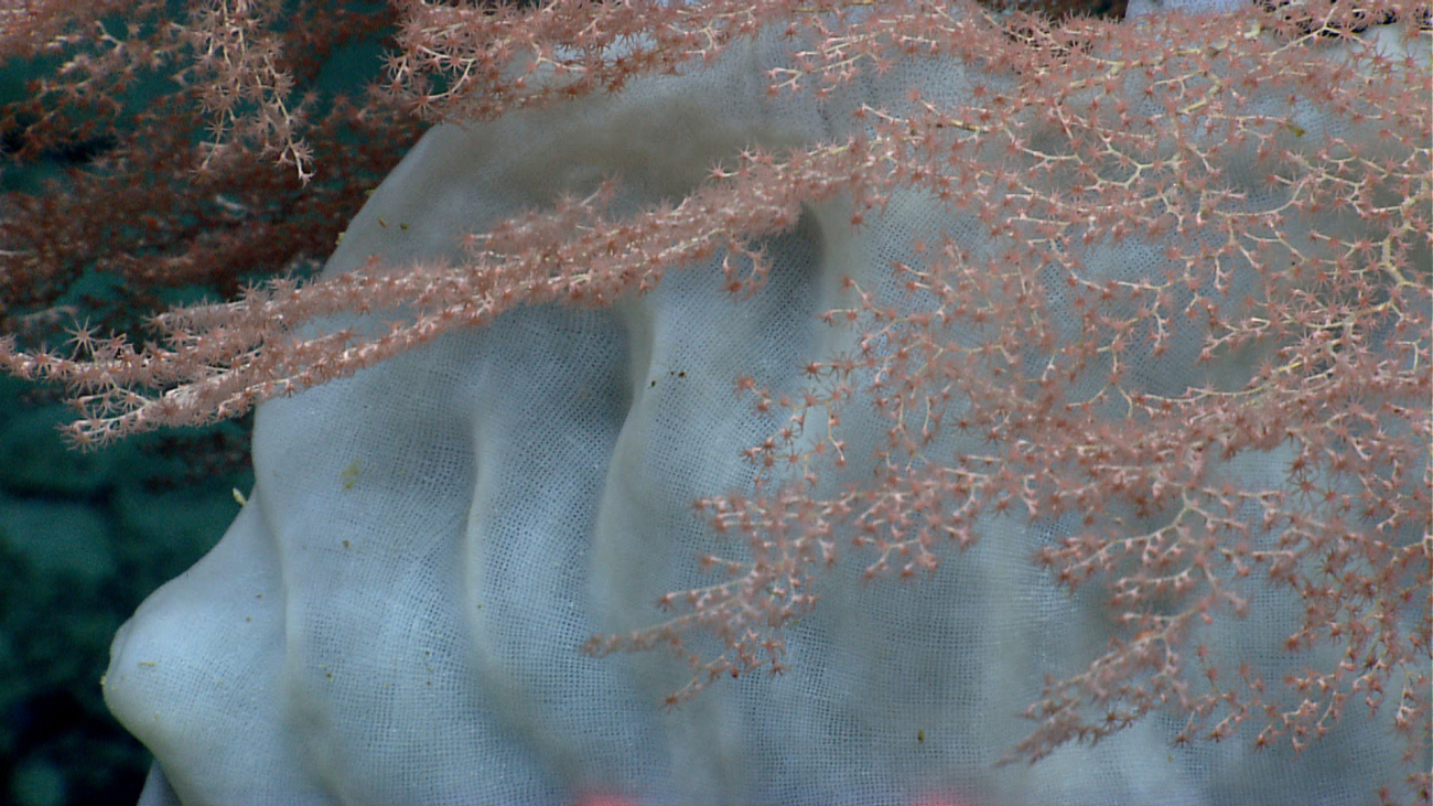 A pinkish octocoral and a large white glass sponge