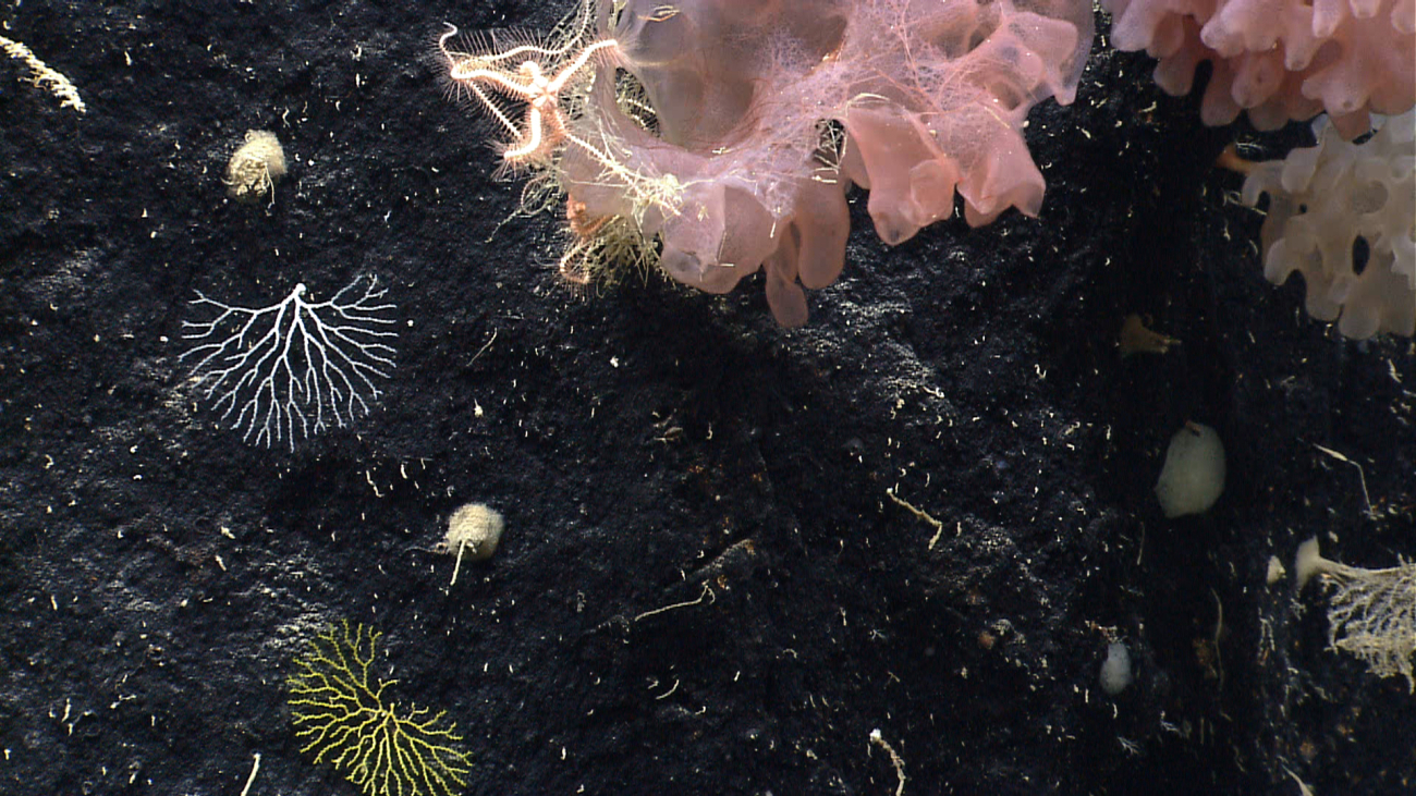 Goiter sponges, brittle stars and two pretty bryozoans on the left side of theimage