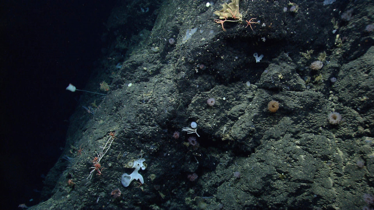 Sponges and brittle stars on the south side of Mytilus Seamount