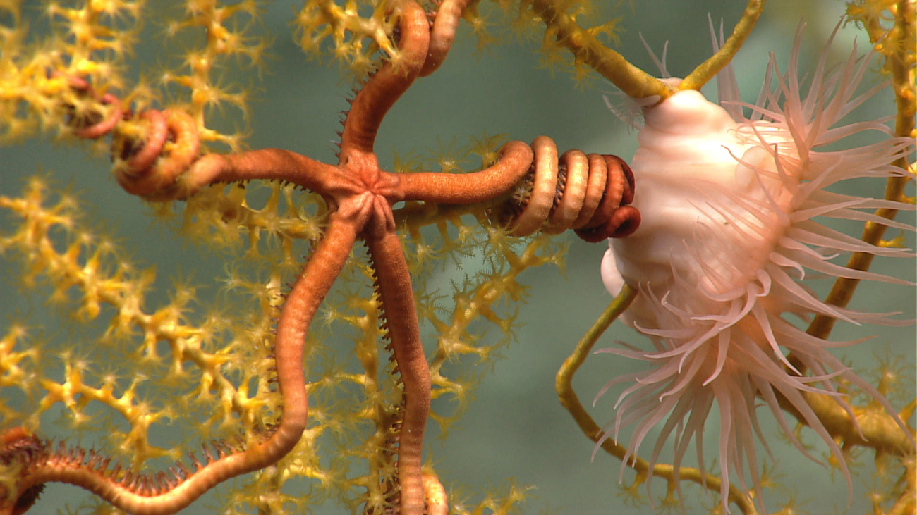 Closeup of red brittle star and pinkish anemone in Paramuricea coral bush