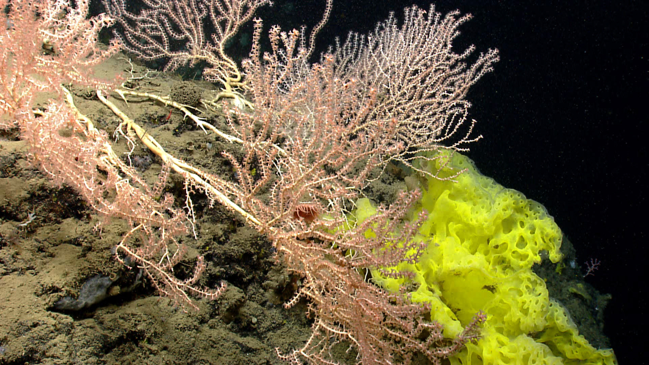 A large octocoral bush and a beautiful yellow sponge