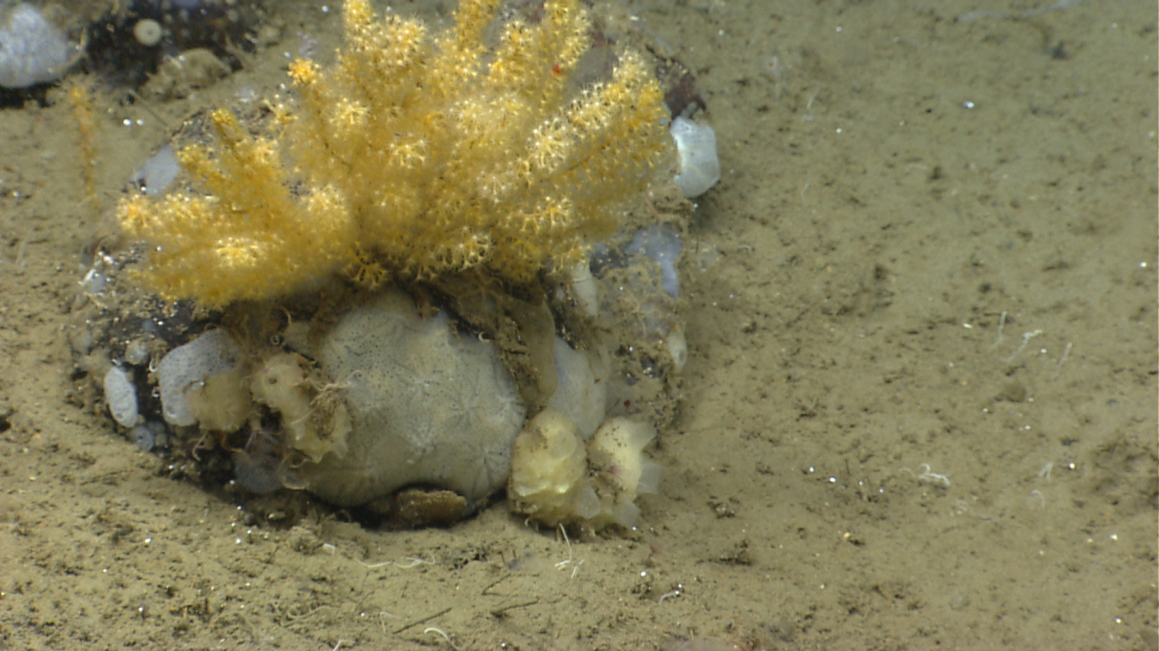 An acanthogorgia coral on a boulder encrusted with various sponges