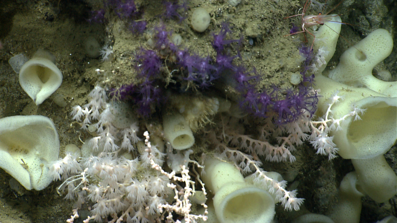A beautiful garden of white sponges, delicate purple octocorals (Anthothelagrandiflora?) , and a small white octocoral  bush