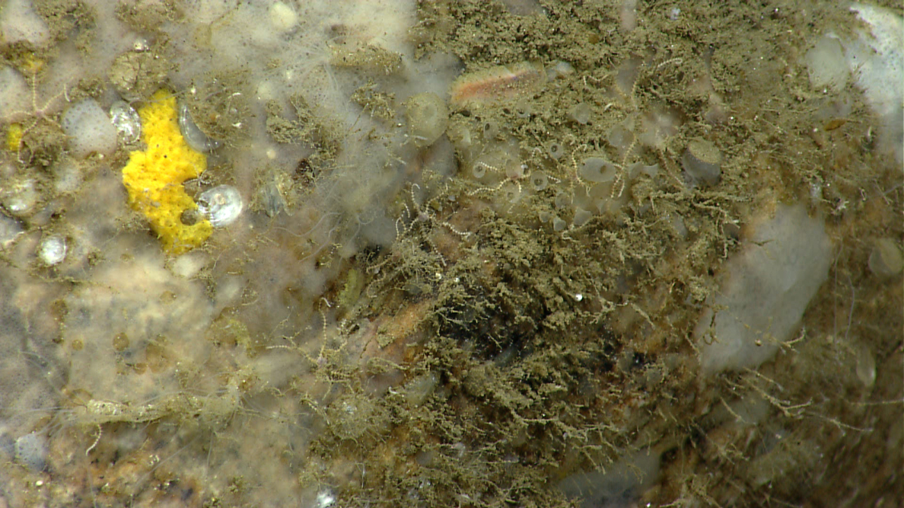 Closeup of biota on rock including encrusting sponges, small brittle stars,small shiny bivalves, hydroids, and nearly invisible tube worms (look for thewhite filaments with radial patterns)