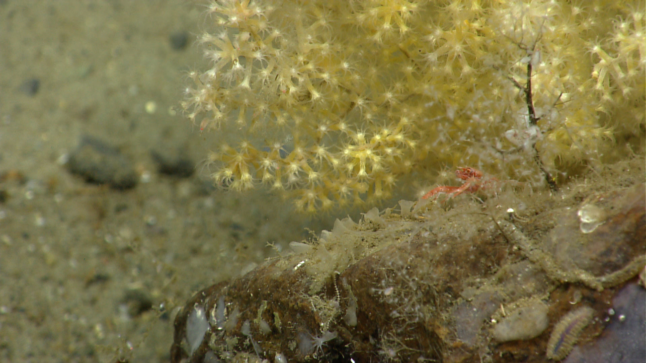 Acanthogorgia coral  on a small boulder