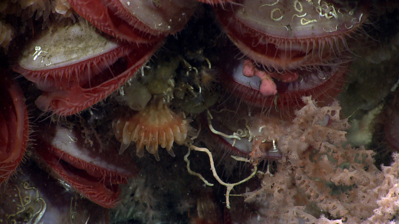Closer inspection reveals small a small Paragorgia coral, serpulid worm tubes,small sponges, and pinkish octocoral