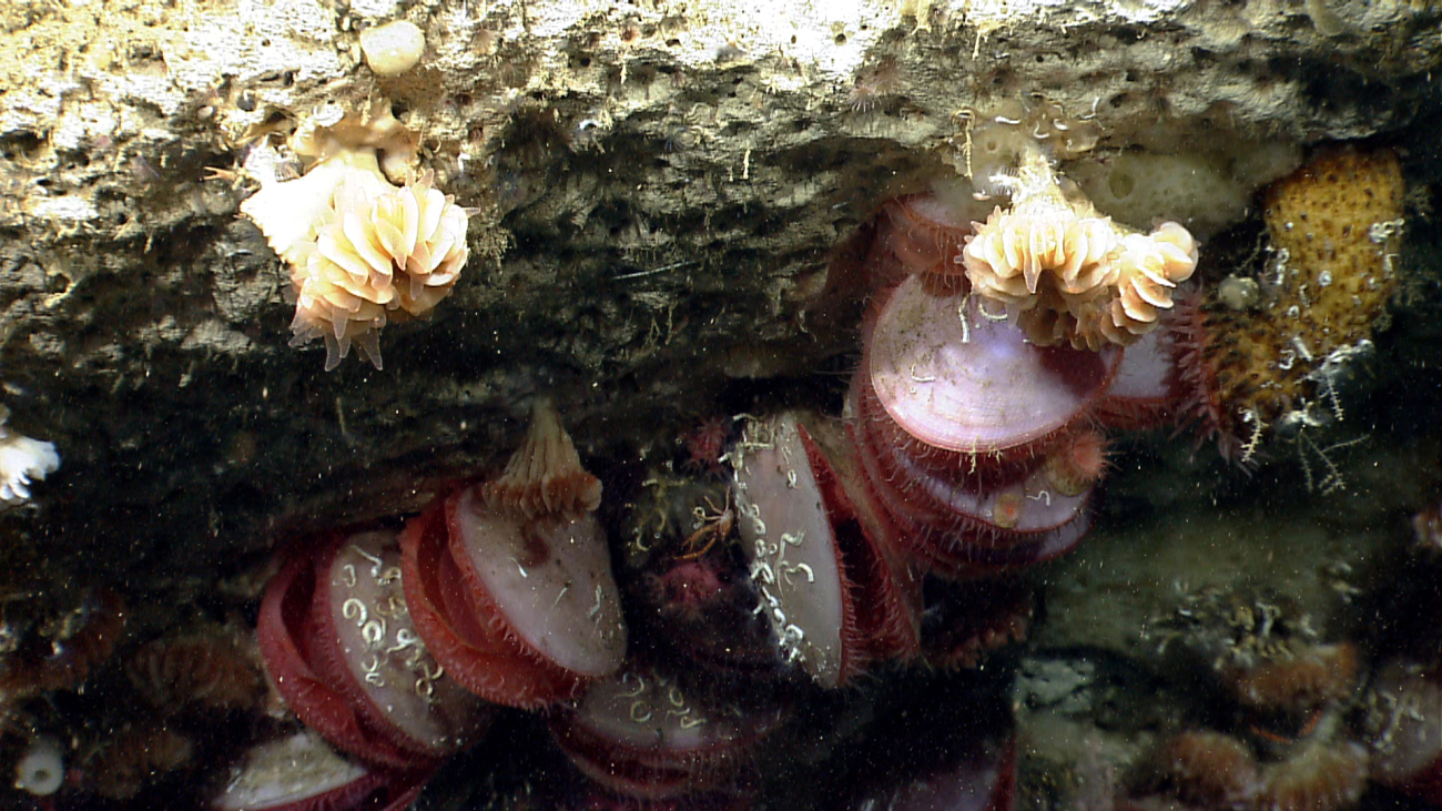 Closer inspection reveals small a small red octocorals, serpulid worm tubes,and a moderate-size anemone with a rough brown column in the upper right