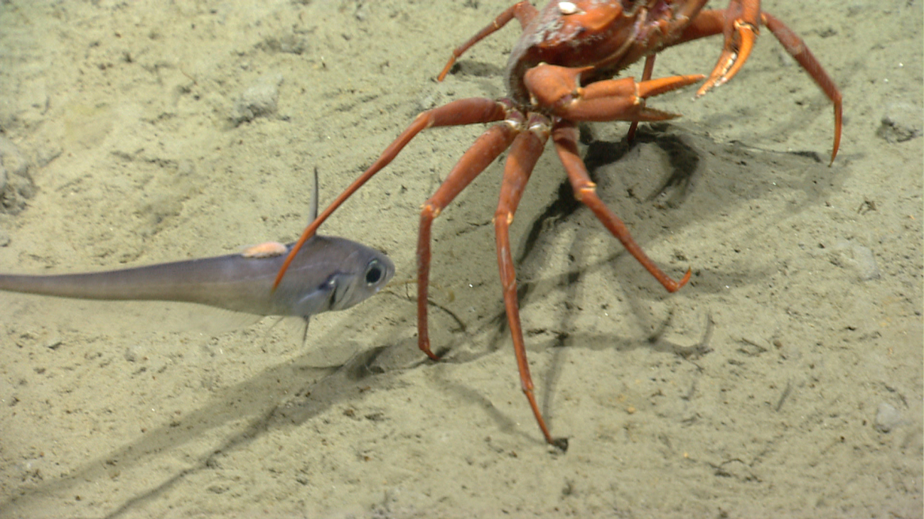 A grenadier with a parasitic isopod on its back swims beneath the hind legs of a red crab (Chaceon quinquedens)