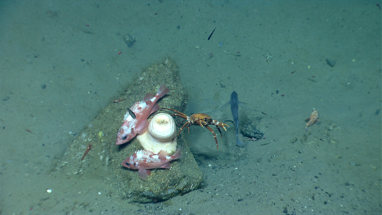 Two Atlantic rockfish  Sebastes sp