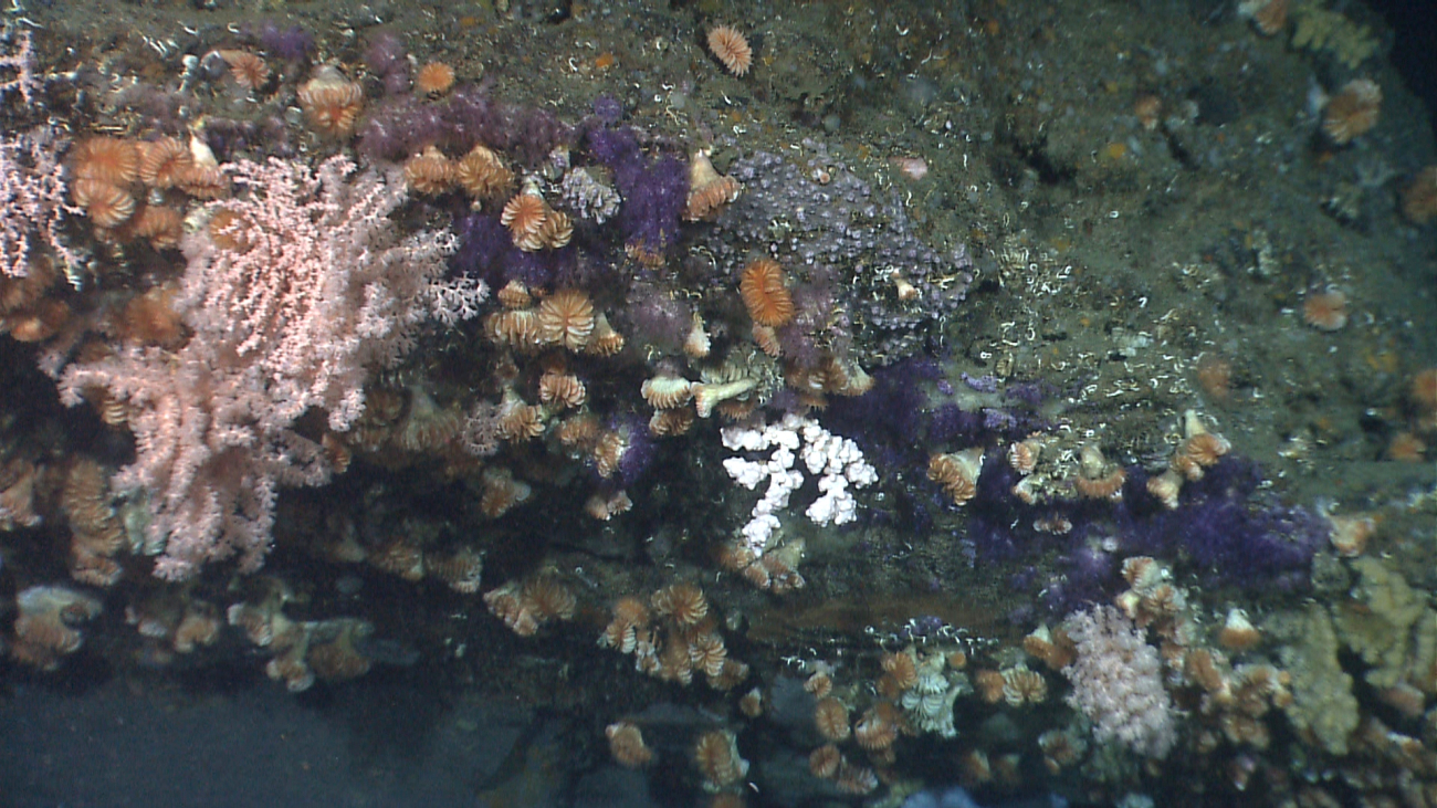 Cup corals, a large pink octocoral, purple Clavularia sp