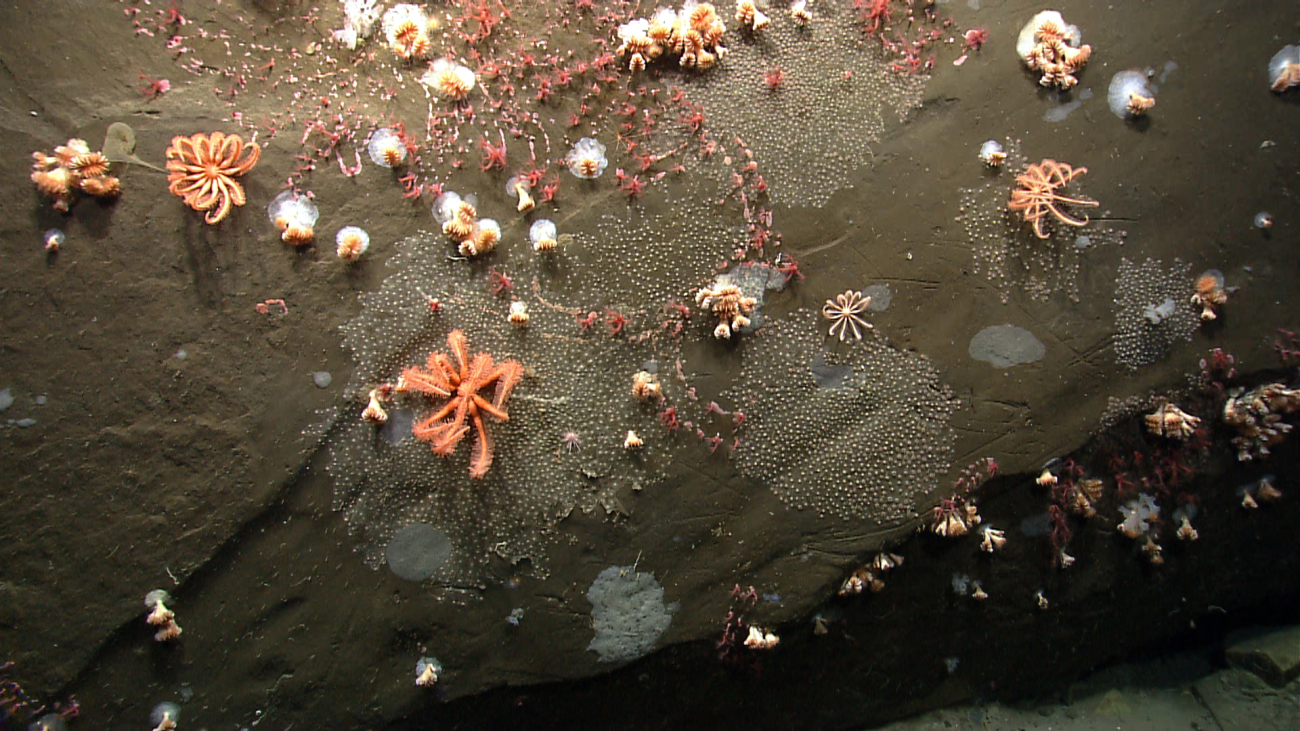 Brisingid starfish, cup corals, red anthomastus corals, and colonies ofzoanthids