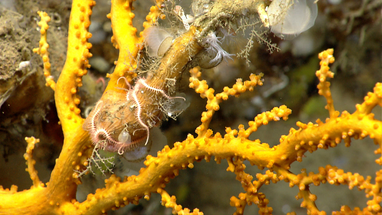 Small nearly translucent bivalves, small brittle stars, and small white totranslucent octorals are seen on a dead branch of an otherwise healthyappearing bright yellow coral bush