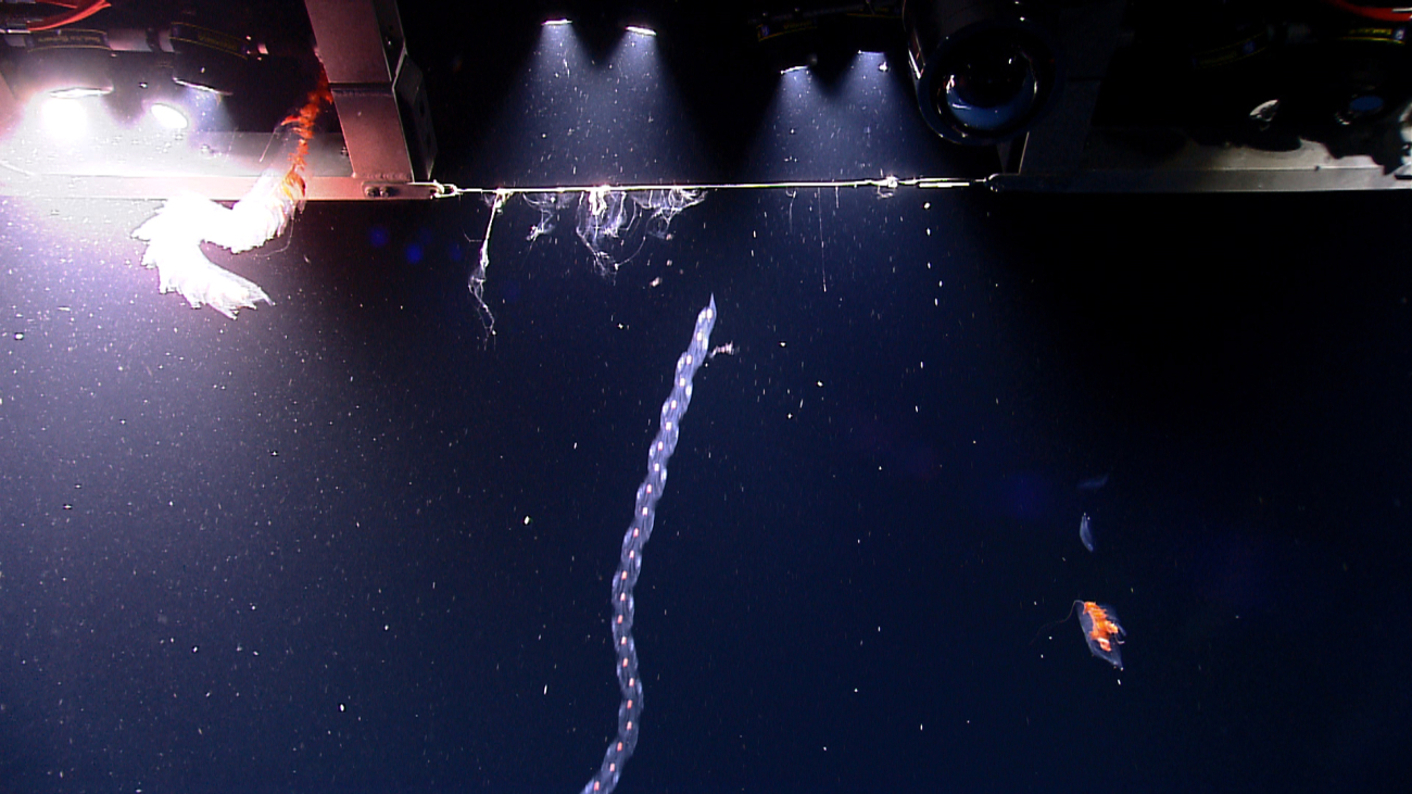 Siphonophores encountered by the ROV as it descends through thewater column