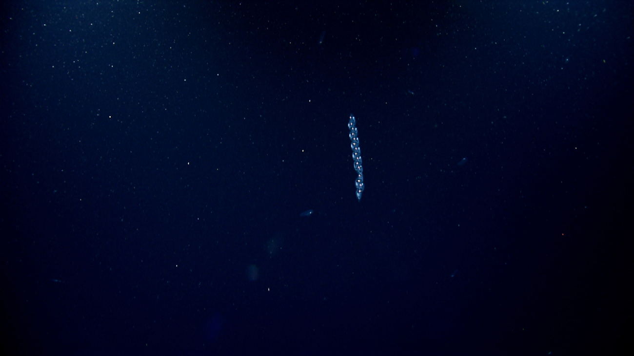 A colorful salp appearing as a constellation in the abyssal darkness