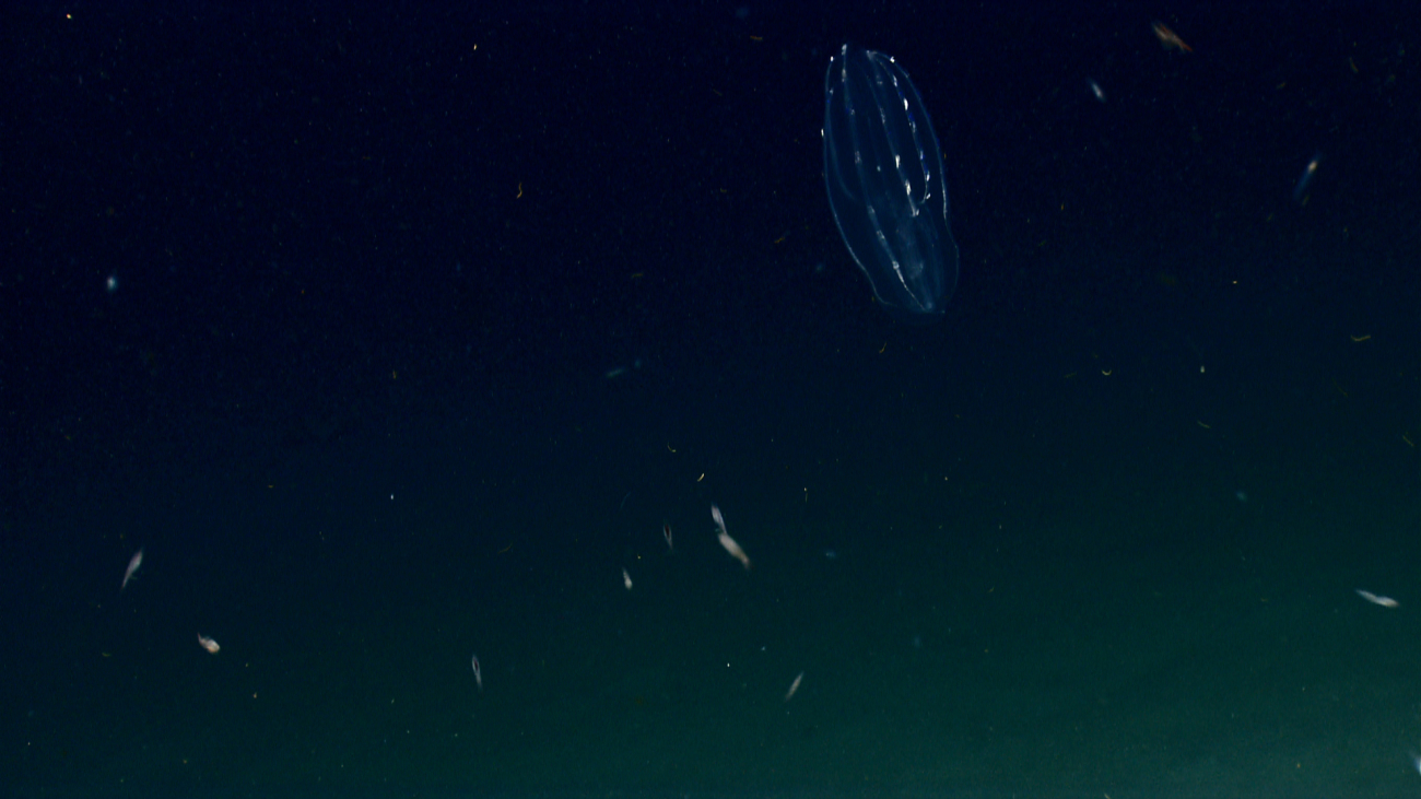 A comb jelly