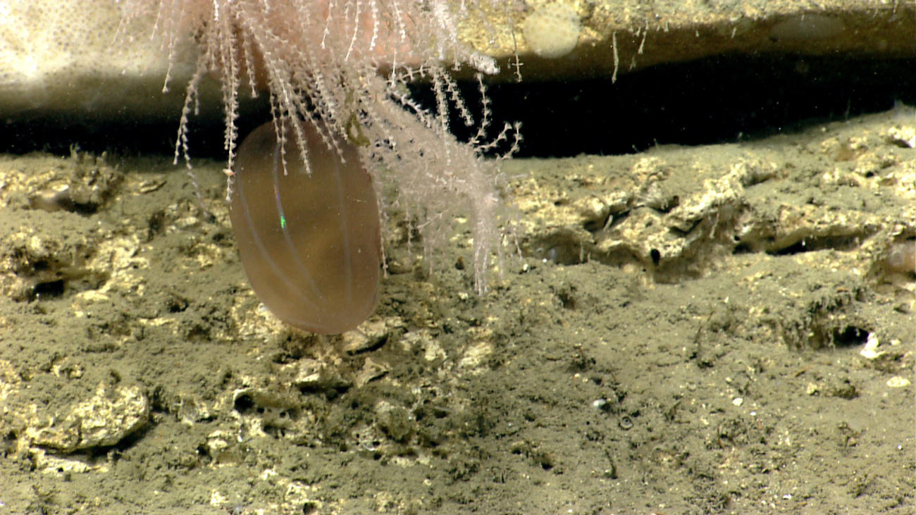 A ctenophore trapped under a ledge
